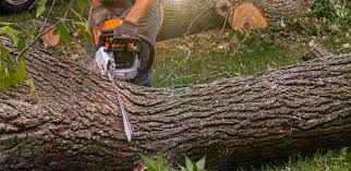  Linthicum, MD Tree Removal Pros