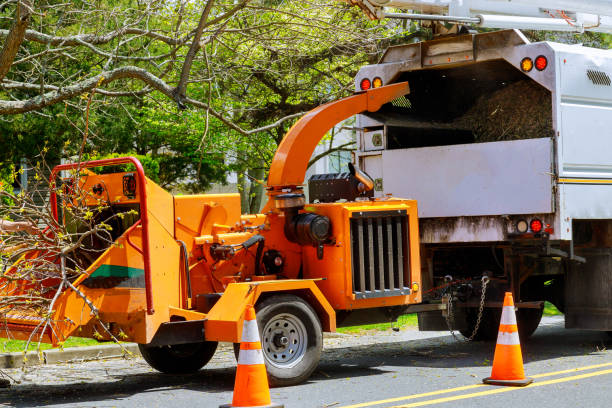 Best Arborist Consultation Services  in Linthicum, MD