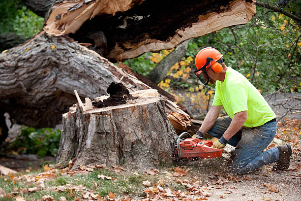 Linthicum, MD Tree Removal Company