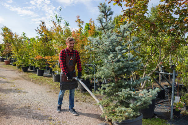 Best Pest Control for Lawns  in Linthicum, MD